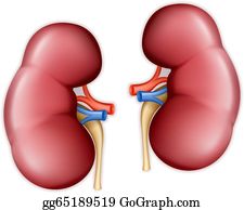 Detail Kidney Clipart Nomer 10