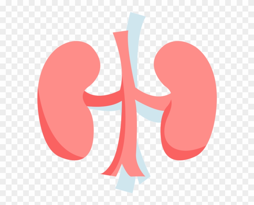 Detail Kidney Clipart Nomer 11