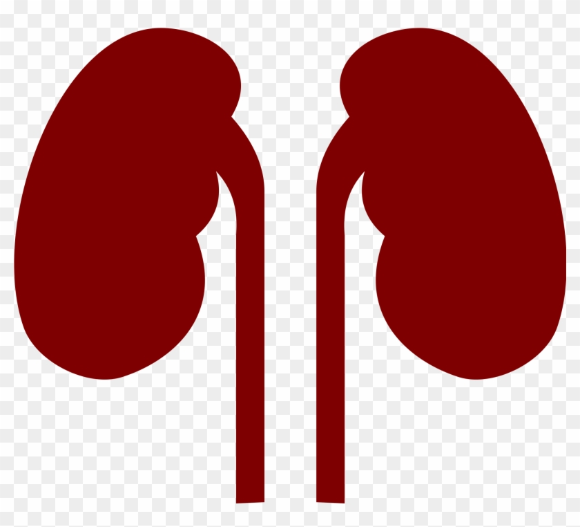 Detail Kidney Clipart Nomer 13