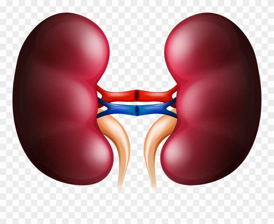 Detail Kidney Clipart Nomer 14