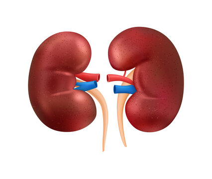 Detail Kidney Clipart Nomer 15