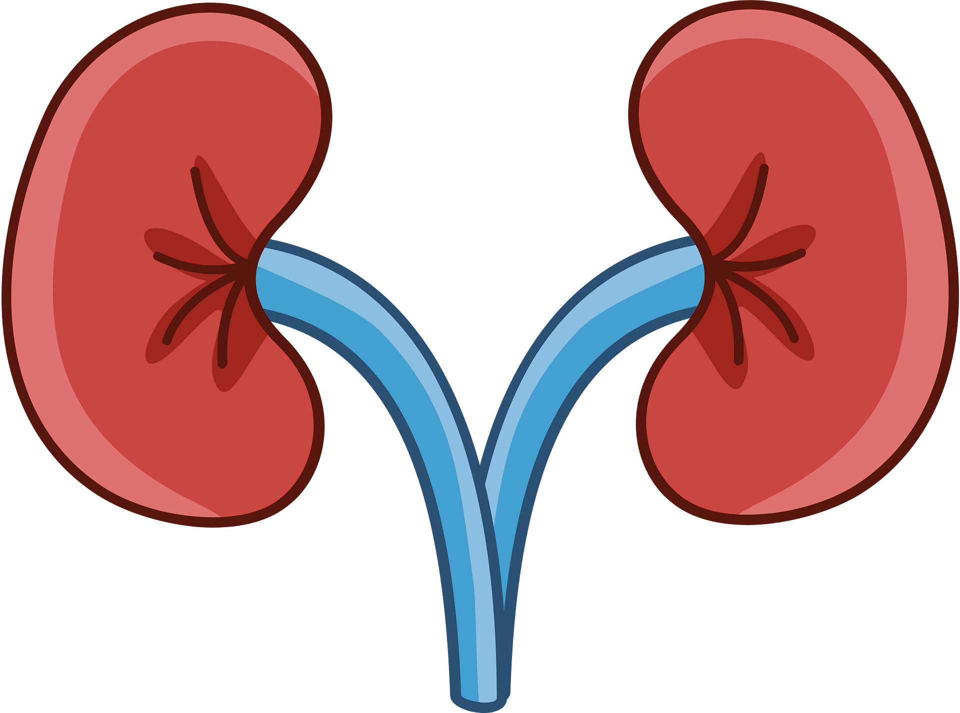 Detail Kidney Clipart Nomer 3