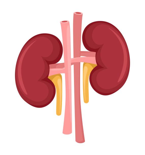 Detail Kidney Clipart Nomer 16