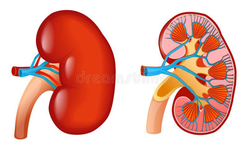 Detail Kidney Clipart Nomer 17