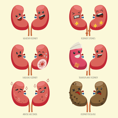 Detail Kidney Clipart Nomer 18