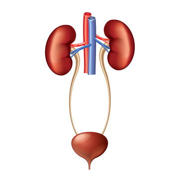 Detail Kidney Clipart Nomer 20