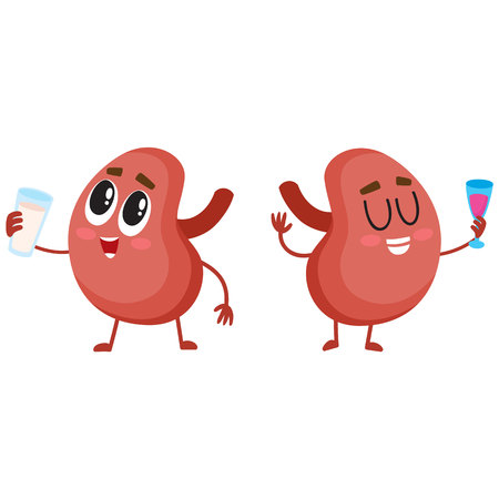 Detail Kidney Clipart Nomer 21