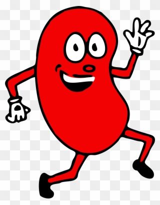 Detail Kidney Clipart Nomer 22