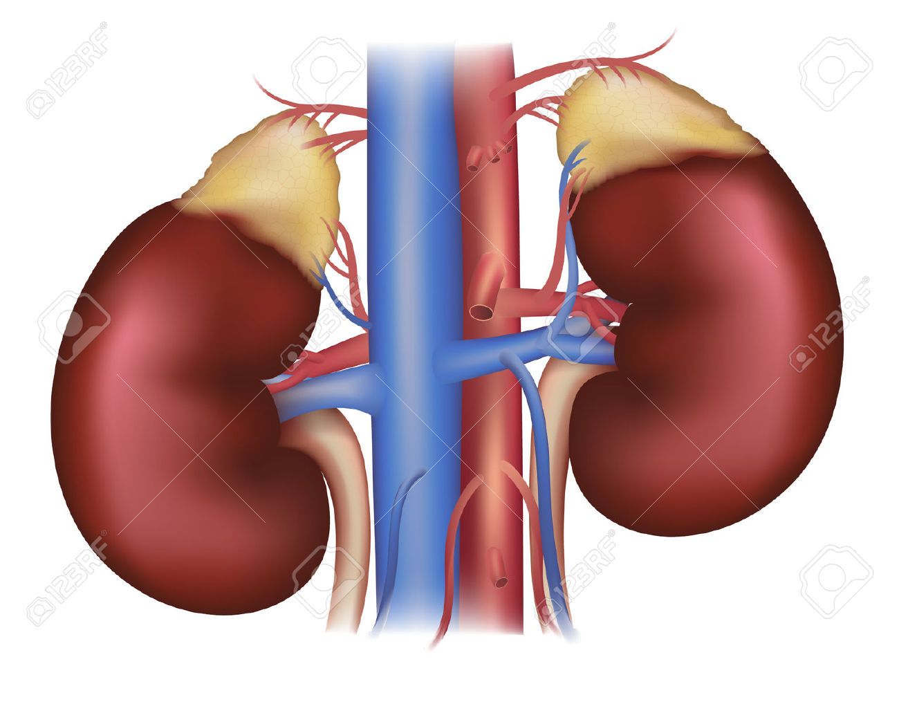 Detail Kidney Clipart Nomer 23