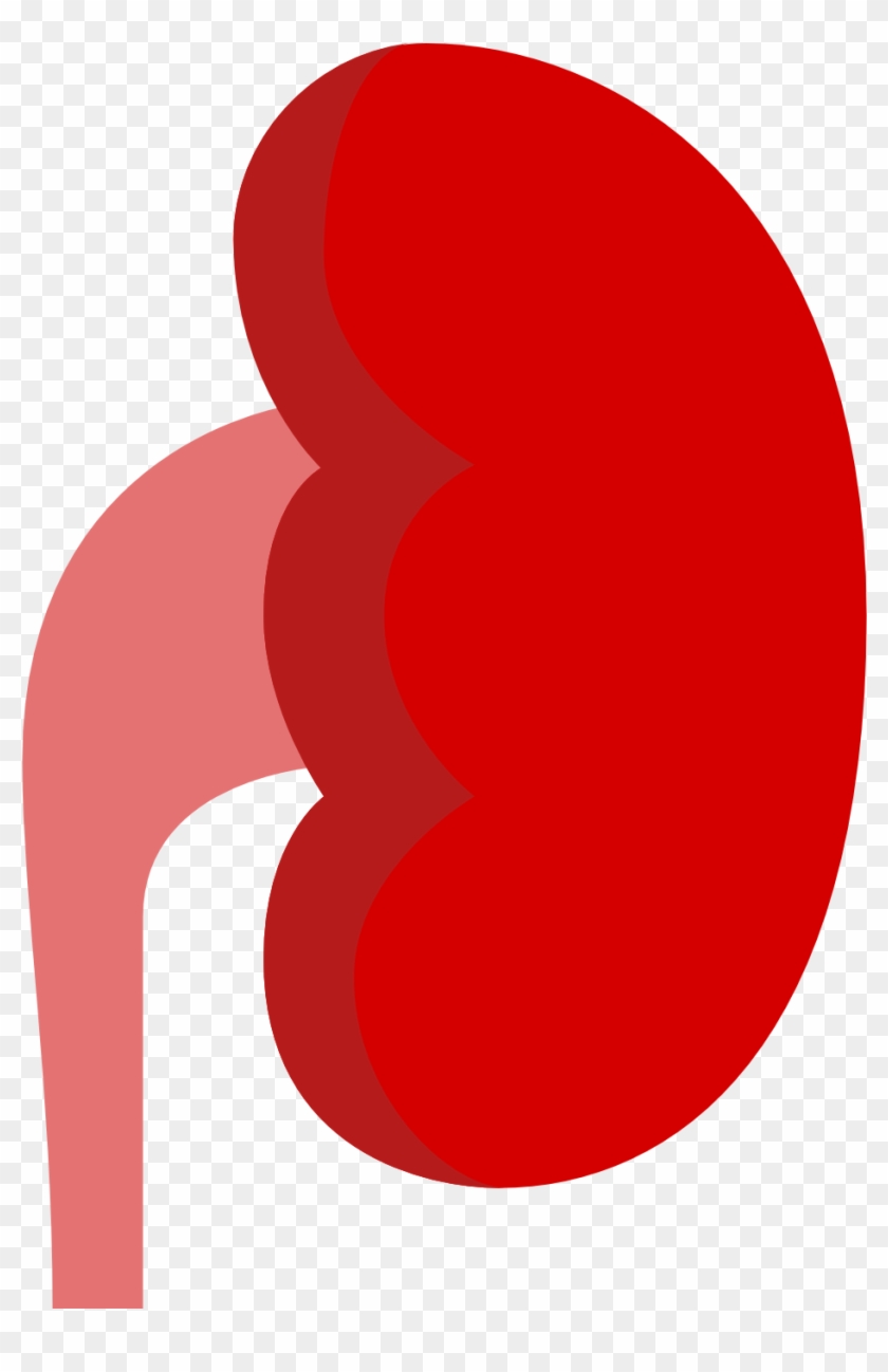 Detail Kidney Clipart Nomer 24