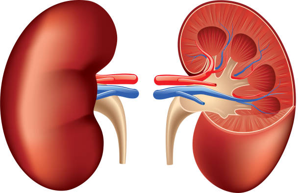 Detail Kidney Clipart Nomer 4
