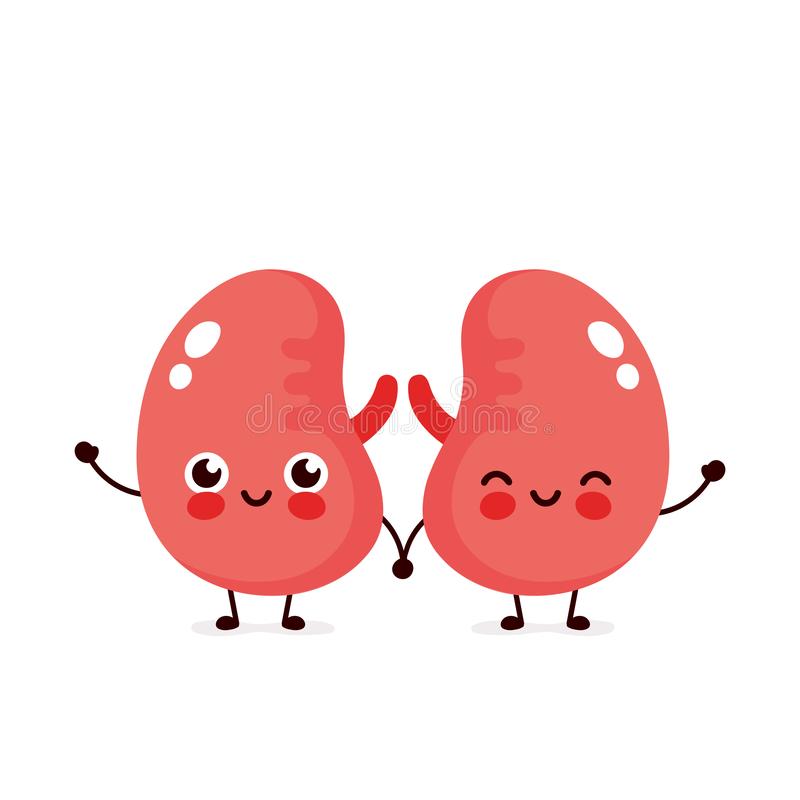 Detail Kidney Clipart Nomer 26