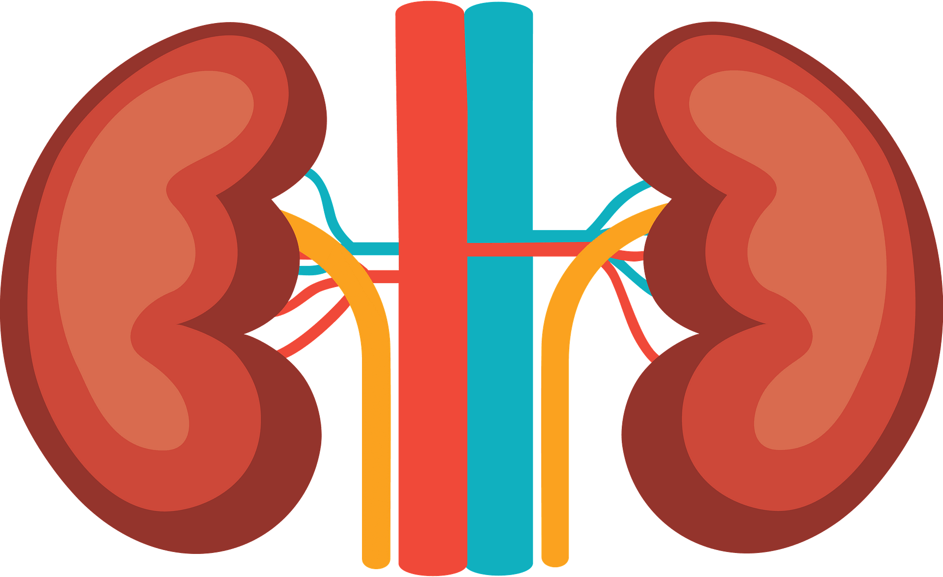 Detail Kidney Clipart Nomer 29