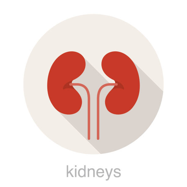 Detail Kidney Clipart Nomer 30