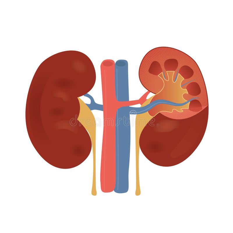 Detail Kidney Clipart Nomer 5