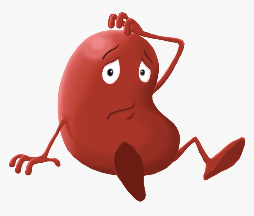Detail Kidney Clipart Nomer 34