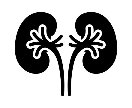Detail Kidney Clipart Nomer 35