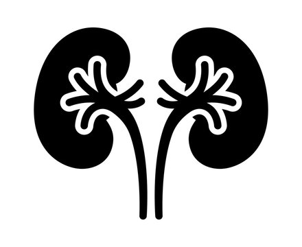 Detail Kidney Clipart Nomer 35