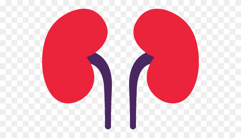 Detail Kidney Clipart Nomer 36