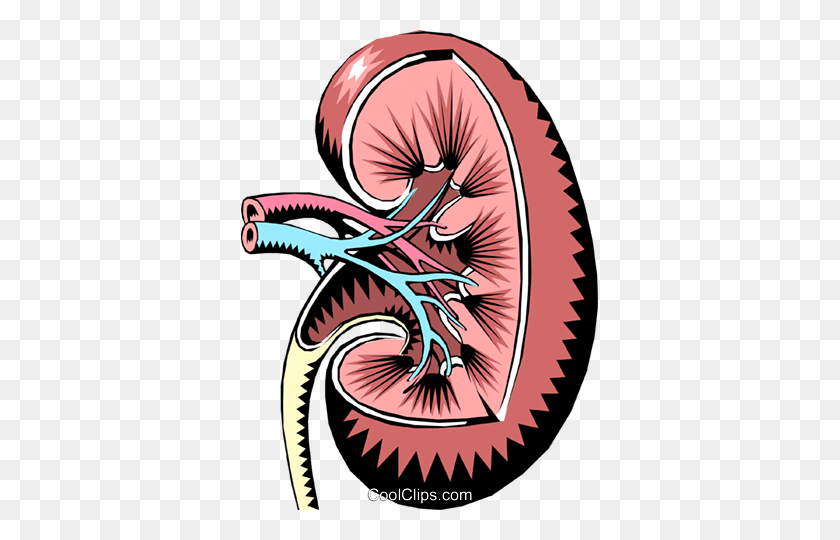 Detail Kidney Clipart Nomer 41