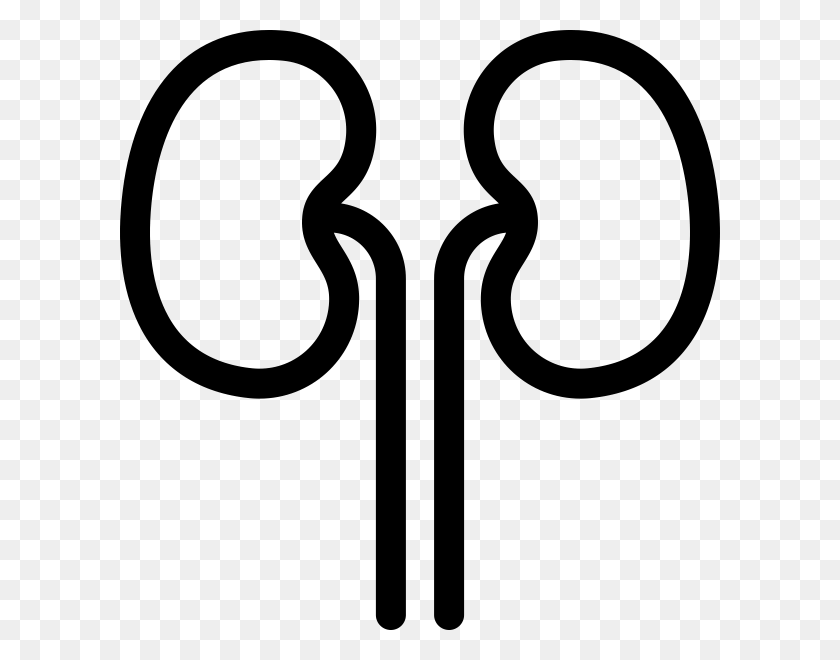 Detail Kidney Clipart Nomer 43
