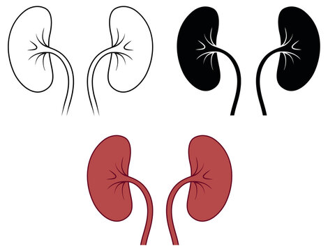 Detail Kidney Clipart Nomer 44