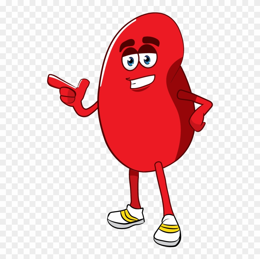 Detail Kidney Clipart Nomer 48