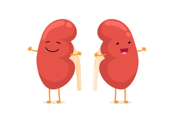 Detail Kidney Clipart Nomer 7