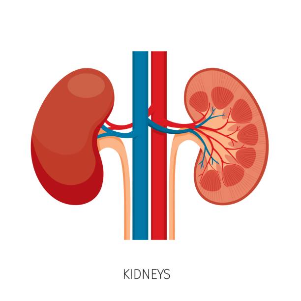 Detail Kidney Clipart Nomer 8