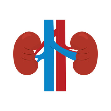 Detail Kidney Clipart Nomer 9