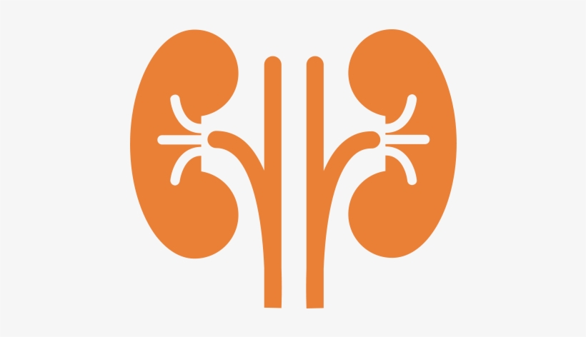 Detail Kidney Clipart Free Nomer 42