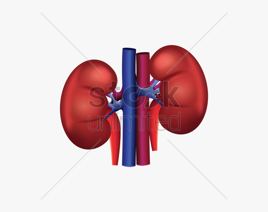 Detail Kidney Clipart Free Nomer 43