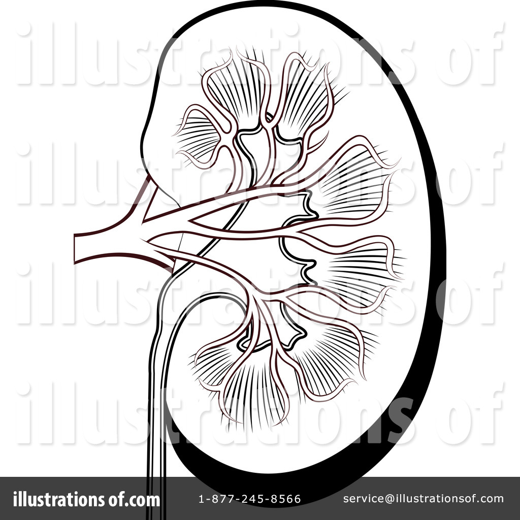 Detail Kidney Clipart Free Nomer 44