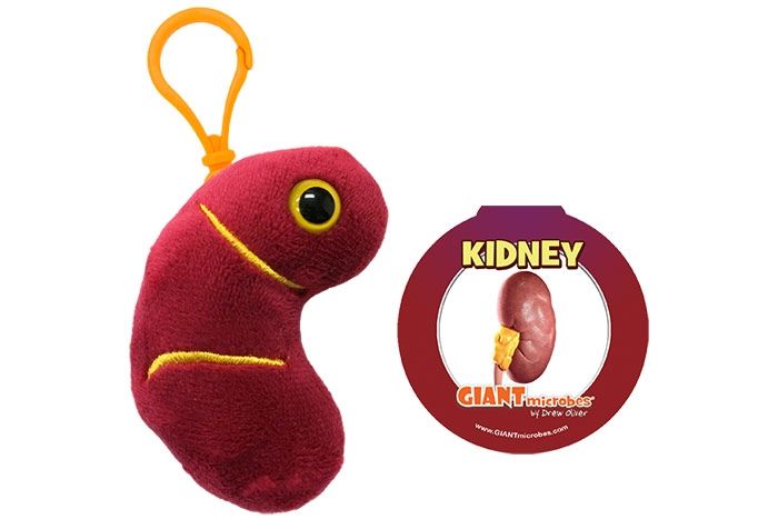 Detail Kidney Keychain Nomer 24