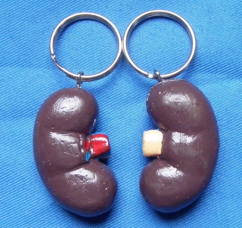 Detail Kidney Keychain Nomer 57