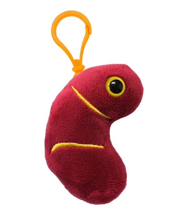 Detail Kidney Keychain Nomer 8