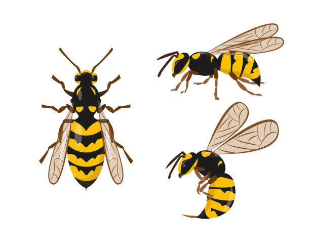Killer Bee Clipart - KibrisPDR