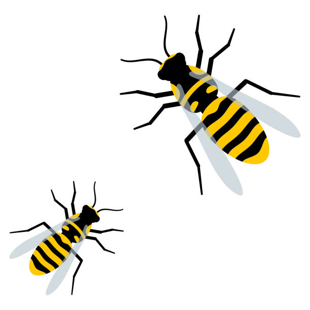 Detail Killer Bee Clipart Nomer 19