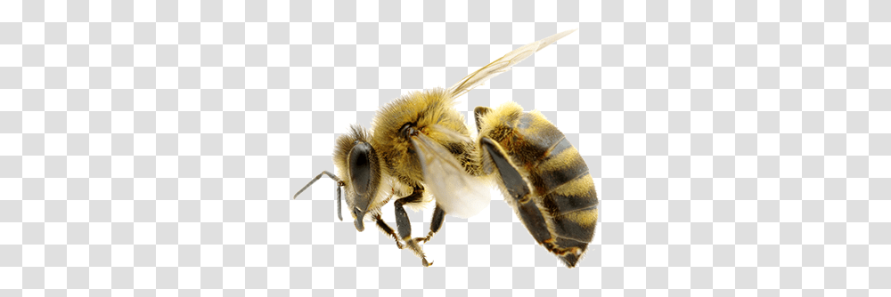 Detail Killer Bee Clipart Nomer 24