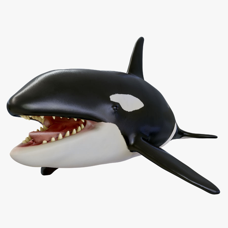 Killer Whale 3d Google - KibrisPDR