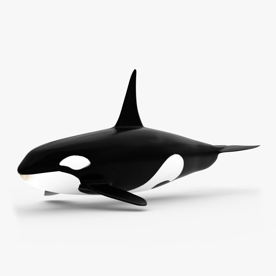 Detail Killer Whale 3d Google Nomer 2