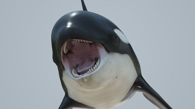 Detail Killer Whale 3d Google Nomer 11