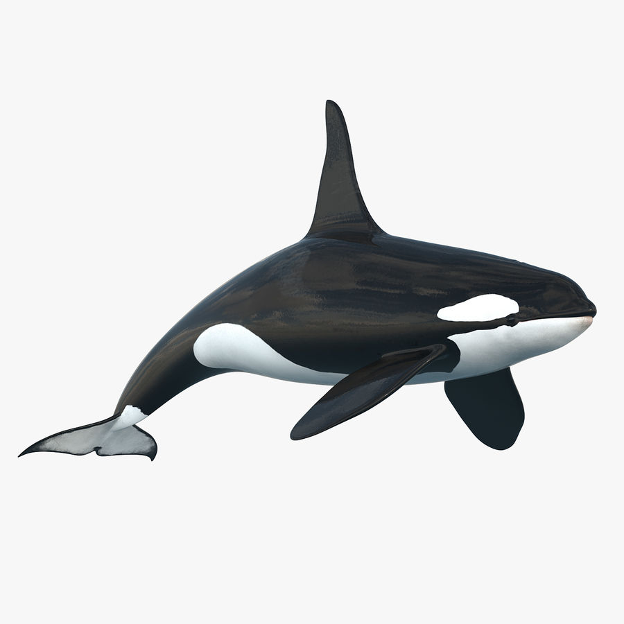 Detail Killer Whale 3d Google Nomer 12