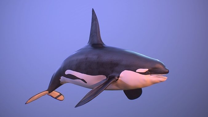 Detail Killer Whale 3d Google Nomer 13