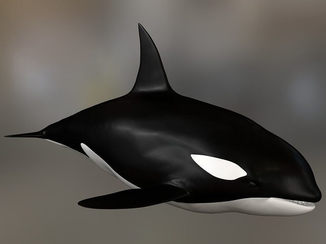 Detail Killer Whale 3d Google Nomer 15