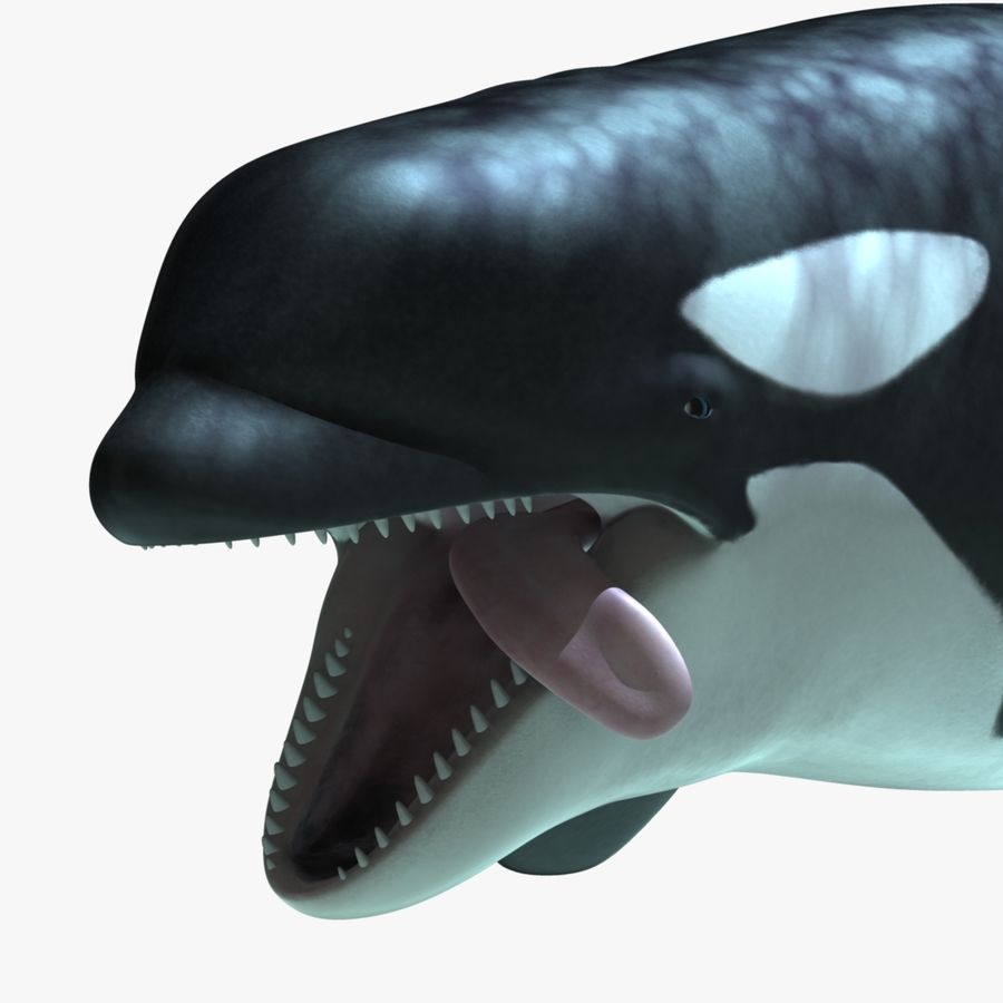 Detail Killer Whale 3d Google Nomer 16