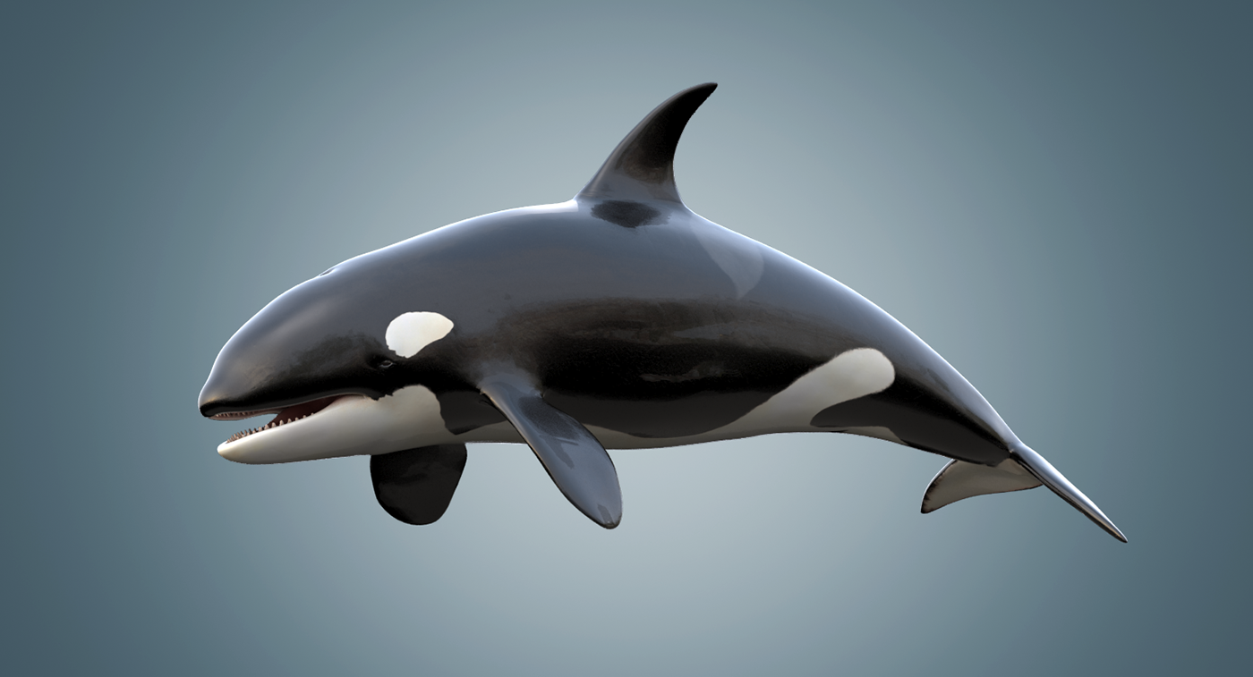 Detail Killer Whale 3d Google Nomer 17