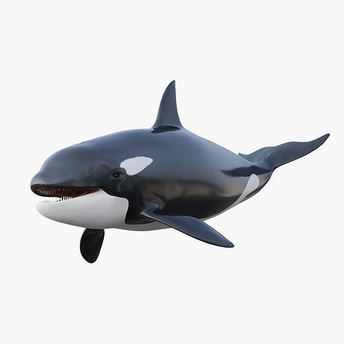 Detail Killer Whale 3d Google Nomer 18