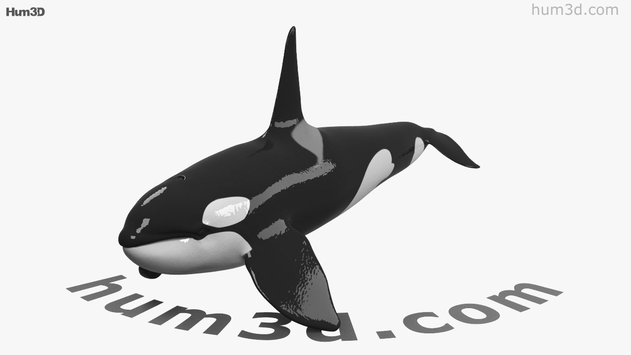 Detail Killer Whale 3d Google Nomer 3
