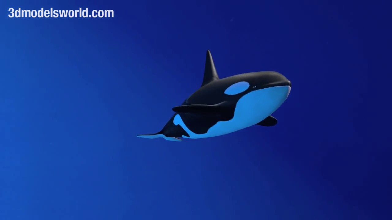 Detail Killer Whale 3d Google Nomer 22